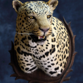 leopard