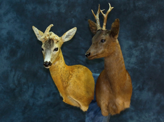 Čierny srnec a srna s parožkami