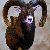 baran