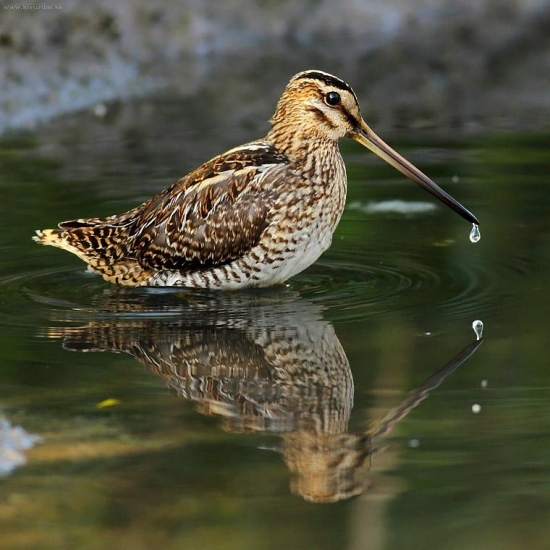 močiarnica mekotavá