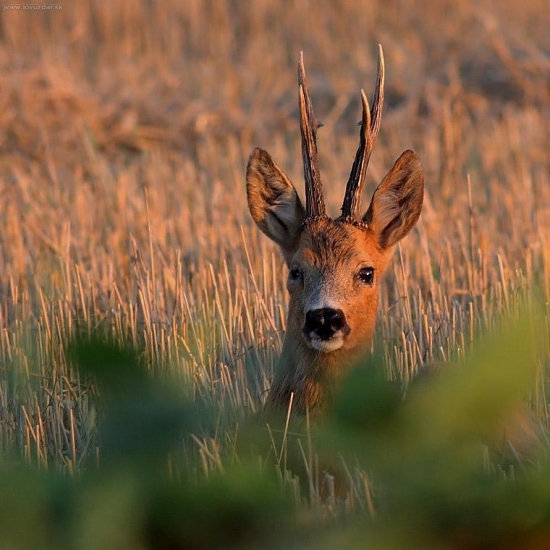 mô starý známy- 1