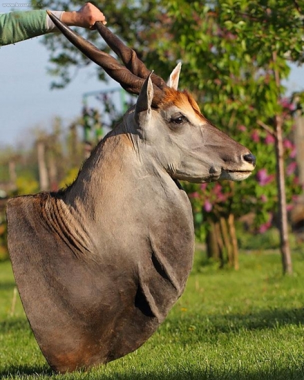 antilopa losia-eland