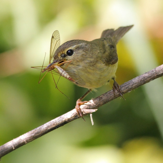 kolibkárik čipčavý