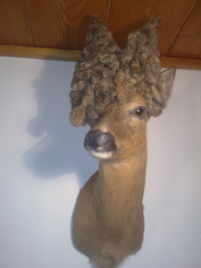 Parochniar  z uhynu ID 138894