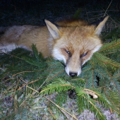 Ľišiak z dnešneho rána