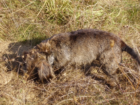 ked nic tak aspon mysi