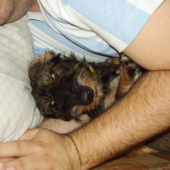 nahanala som divocaky