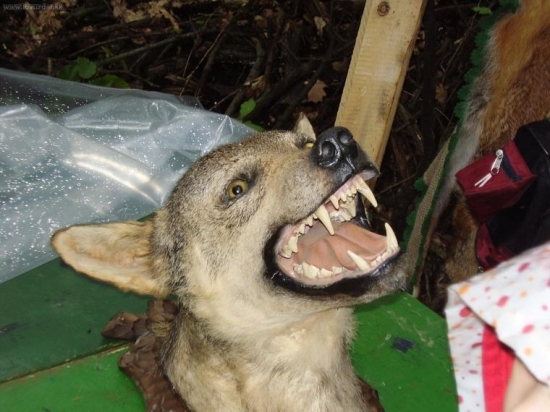 deti zo skolky na naucnom chodniku