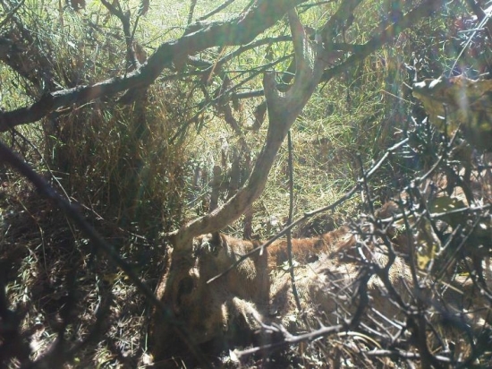 nedohladany,dostal to na bachor,300-350m od posedu