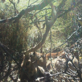 nedohladany,dostal to na bachor,300-350m od posedu