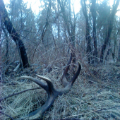 oplati sa ist spät po stopach jelena