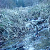 čaro horského potôcika