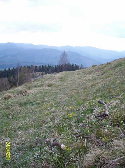 Najkrajšie lúčne kvietky