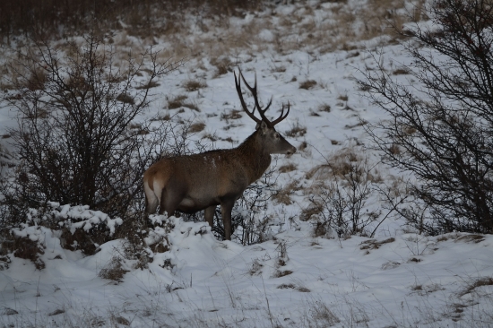 kazde rano sa snim stretavam