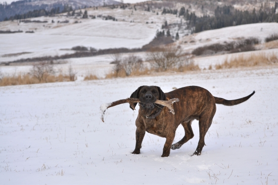 dnes ma psik prekvapil ked toto vytiahol z travi