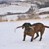 dnes ma psik prekvapil ked toto vytiahol z travi
