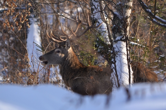 potichu som sa k nemu dostal