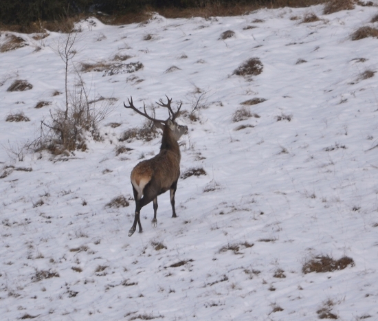 poklusom hore kopcom