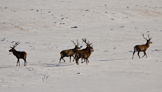 v strede král dookola ochranka