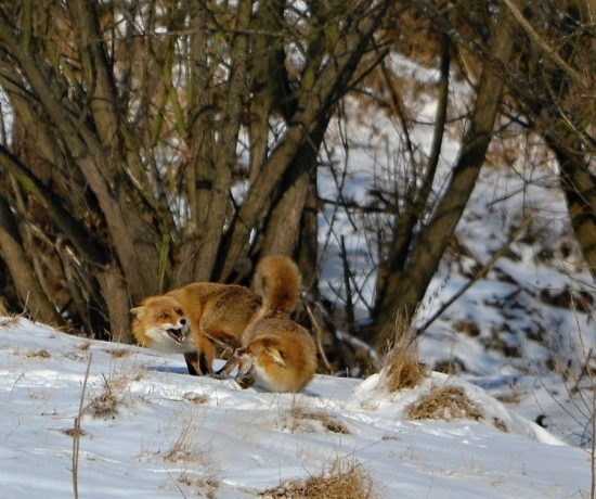 líščie kankovanie