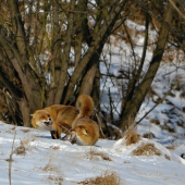 líščie kankovanie