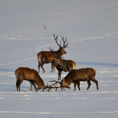 ked sa jelene v zime hraju