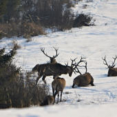 uhni z môjho miesta