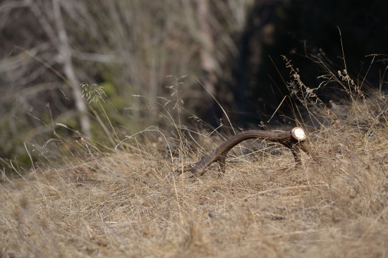 V prvých ranných lúčoch