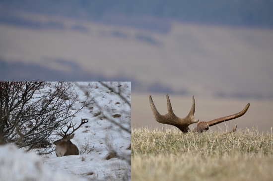 Môj kamarát zo zimy