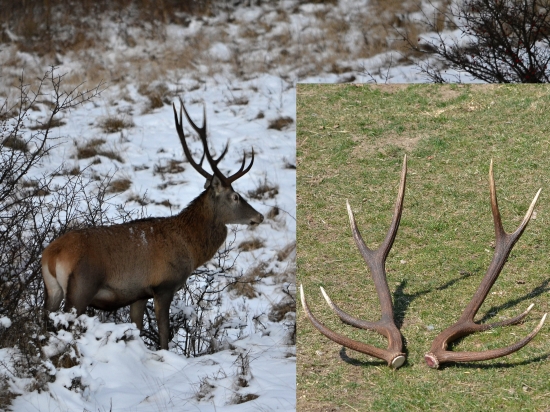 Už aj osmačisko sa našiel