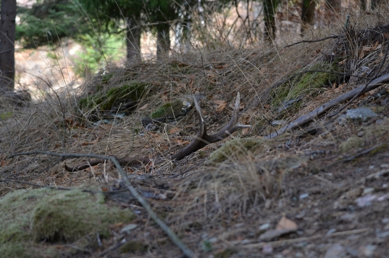 V tieni jedľového lesa