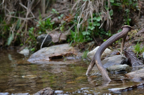 Lučňak pri potôčku