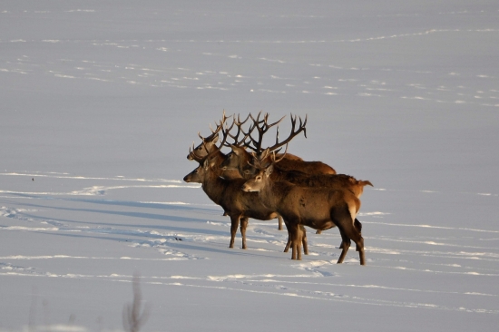Spomienka na zimu.Treba trosku schladiť