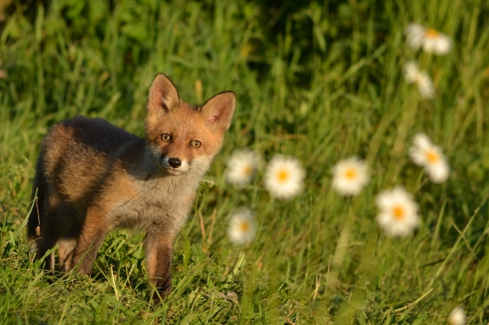 Fotím si margarétky keď tu zrazu