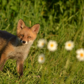 Fotím si margarétky keď tu zrazu
