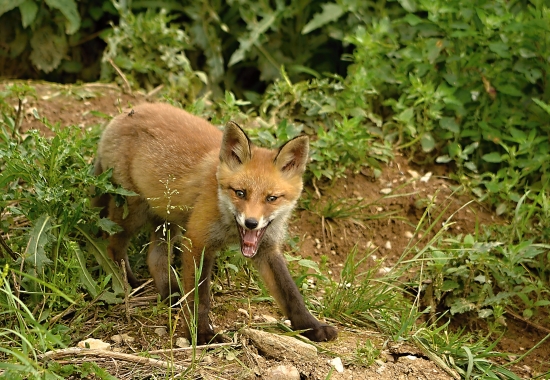ostra lištička