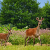 Poď sestrička zamnou