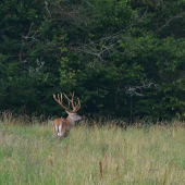 Najsilnejší kráľ už má vytlčené