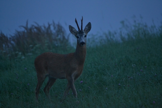 zvláštne privábený