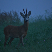 zvláštne privábený