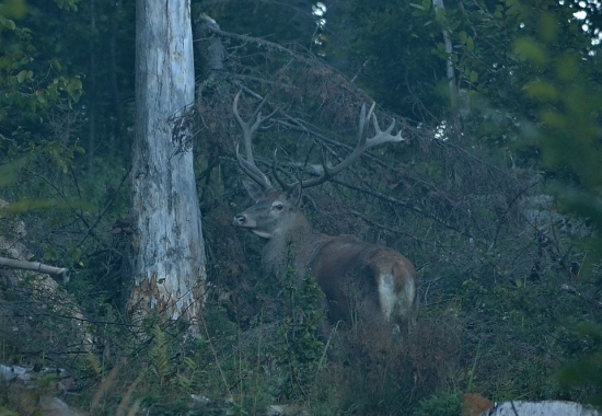 Tohto 16 toráka som už niekde videl :)