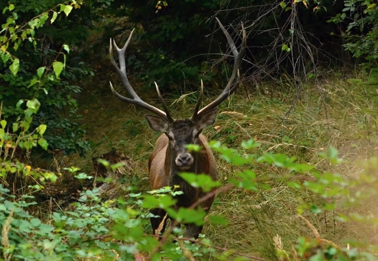 Starý nepravidelný desaťtorák