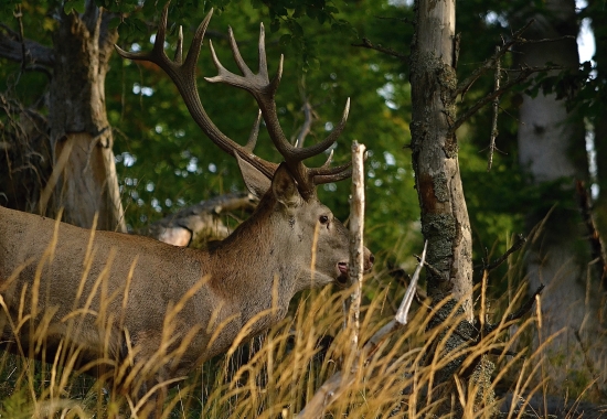 Tak tu je pán jeleň