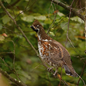 Jariabok Hôrný  (ďalší splnený sen)