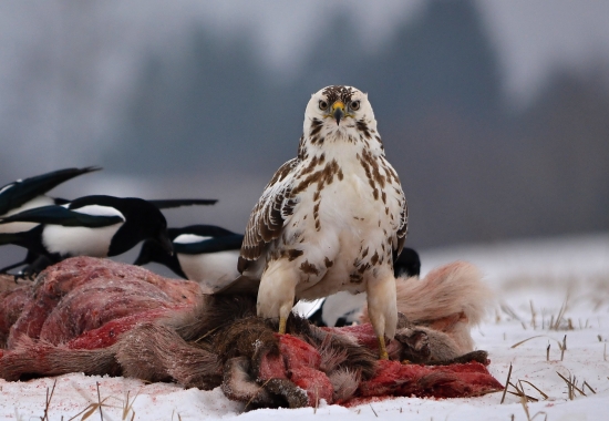 tak som sa ho dočkal