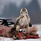 tak som sa ho dočkal