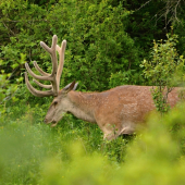 Tak už nam to rastie