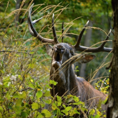 Adrenalín zaručený