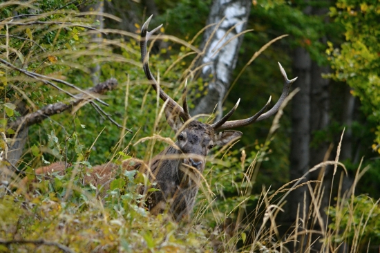 v zelenom kráľovstve