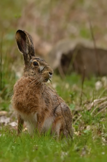 s piercingom pod okom